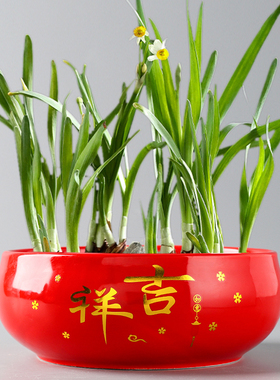 红色水仙花盆绿萝陶瓷水培容器小无孔睡莲碗莲铜钱草创意多肉大号