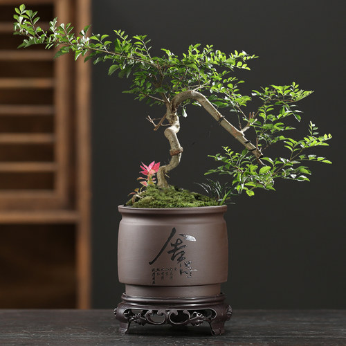 紫砂花盆兰花菖蒲花卉绿植小盆景