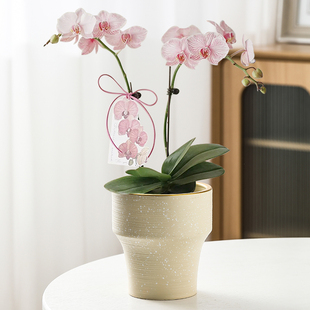 北欧花盆陶瓷高脚艺术家用蝴蝶兰专用兰花小花盆耐用客厅阳台种植