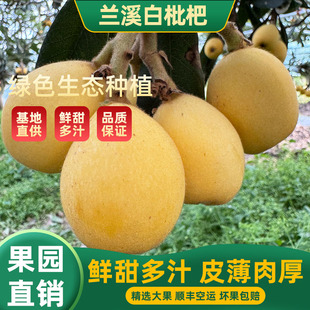 兰溪穆坞白枇杷新鲜现摘现发超甜白沙白玉枇杷应季水果礼盒顺丰