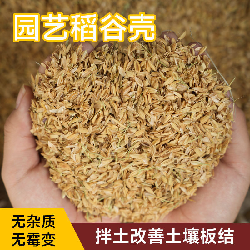 新鲜稻谷壳粗糠壳谷子壳稻糠壳垫料枕头发酵稻壳土壤养花种植农家