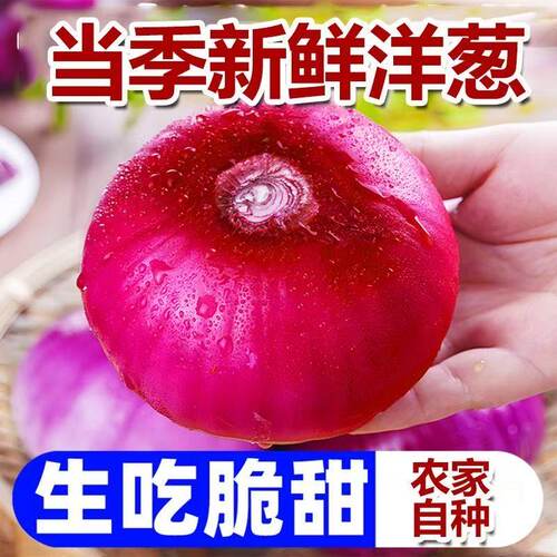 甘肃新鲜紫皮水果洋葱3斤5斤9斤农家自种应季蔬菜水果洋葱包邮