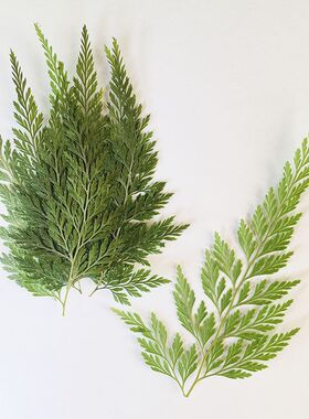 绿乌蕨 植物标本幼儿园手工树叶贴画手机壳押花台灯滴胶干花压花