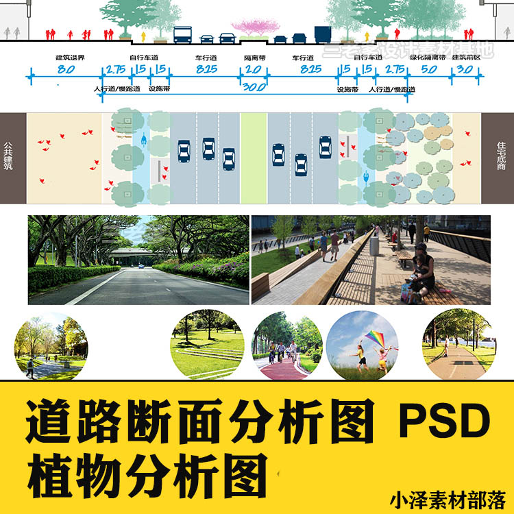 美丽乡村道路剖面断面PSD园林生态景观小清新植物分析图设计素材