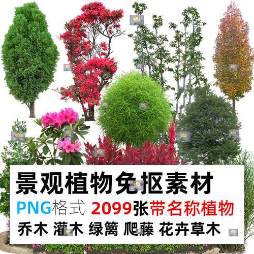 园林景观PS灌木乔木紫薇月季樟树PNG免扣植物花草树木带名称素材