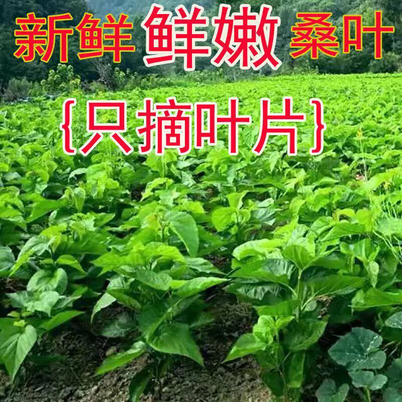 新鲜桑叶喂蚕宝宝饲料鲜嫩小蚕老大叶当天现摘500克桑叶包邮