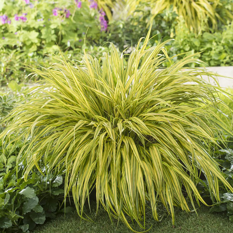 箱根草日本知风草盆栽苗绿花金叶观赏草庭院耐寒耐阴植物宿根耐热