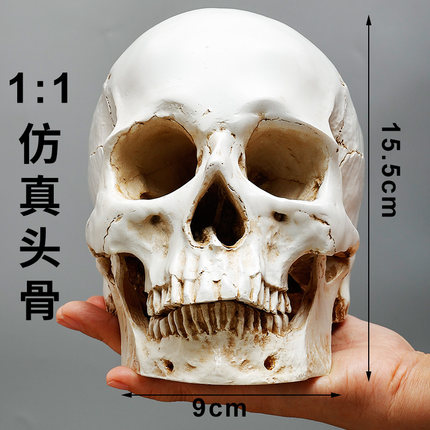 树脂仿真石膏头骨像美术素描骷髅头模型1比1教具人物写生静物