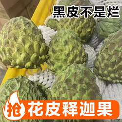 四川攀枝花牛奶凤梨释迦果新鲜水果当季番荔枝大果现摘现发佛陀果