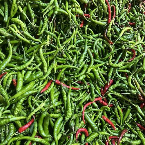 湖南本地秋椒辣椒新鲜厚皮皱皮二荆条秋椒线椒，新疆西藏不包邮