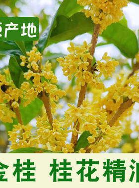 广西桂花单方精油金桂花天然植物