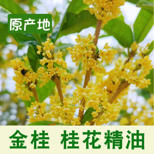 广西桂花单方精油金桂花天然植物