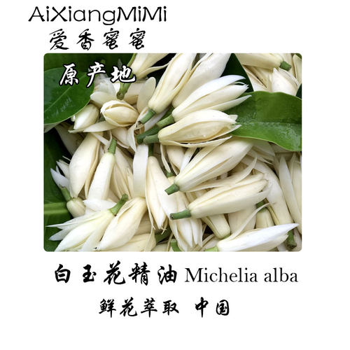 黄角兰白兰花单方植物精油鲜花