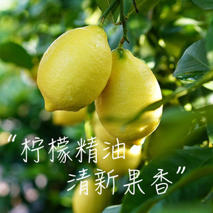 植物柠檬单方精油天然清新护肤香薰净化空气