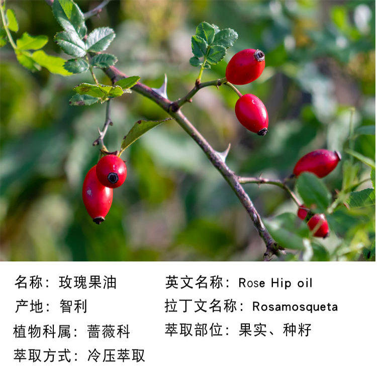 玫瑰果油智利修护型基础油单方精油天然植物
