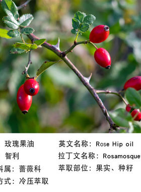 玫瑰果油智利修护型基础油单方精油天然植物