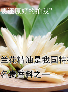 黄角兰白兰花精油单方提亮肤色