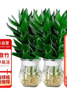 花行榜观音竹富贵竹水培植物花卉绿植观音竹+冬瓜玻璃瓶2套源头直