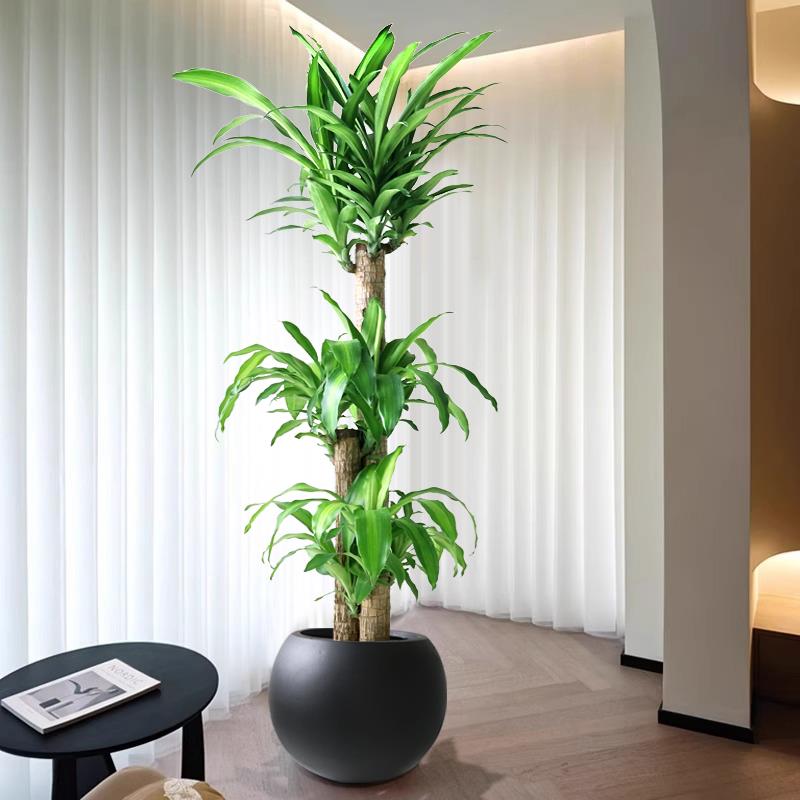 老桩巴西木盆栽龙血树办公室真绿植大型盆景幸运木客厅高级感植物