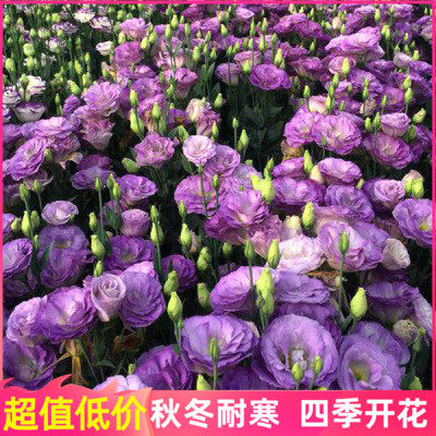 桔梗花种价格_桔梗花种图片- 星期三