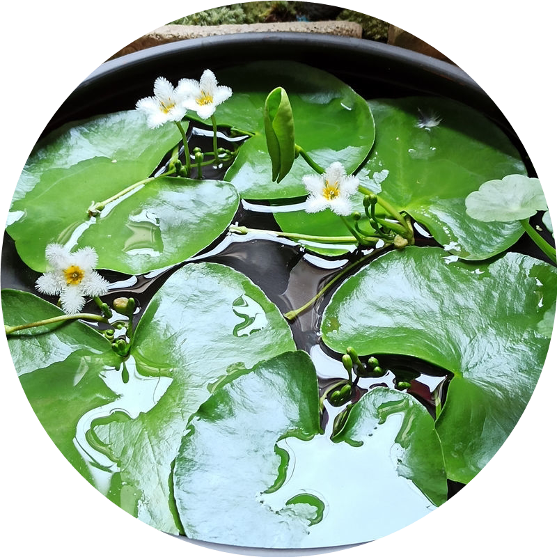 一叶莲水培植物带花苞碗莲睡莲室水草