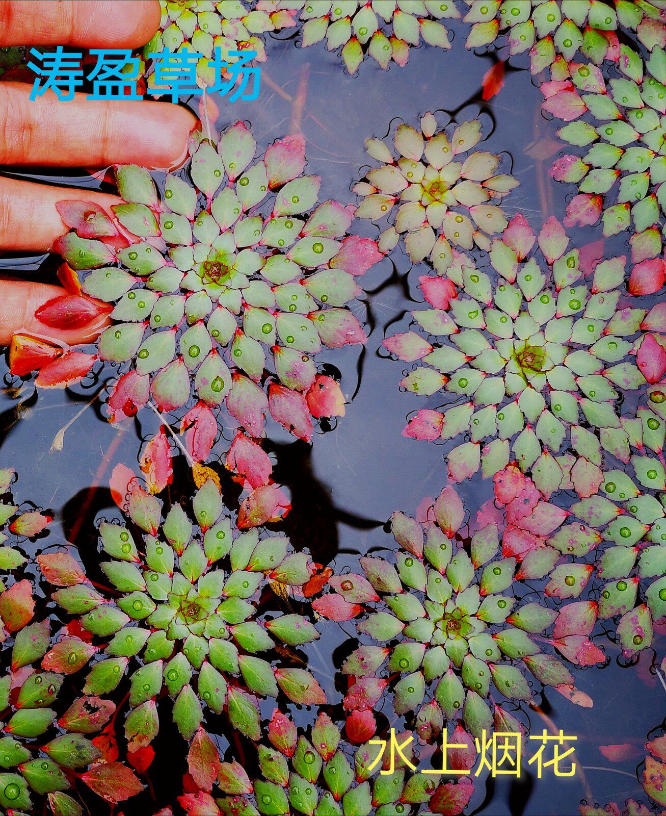 水上葵花水草黄花菱危地马拉水丁香烟花浮萍植物活体包活香蕉草