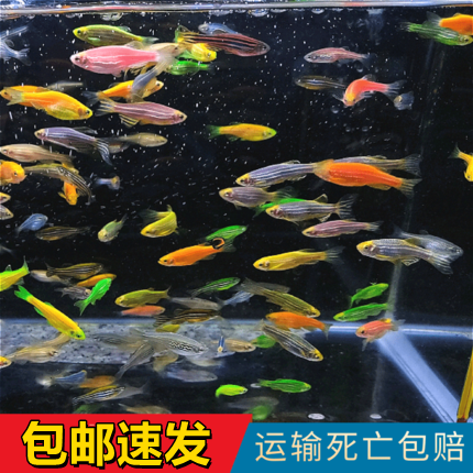 小鱼活可爱金鱼活鱼好养耐活鱼混养不换水免邮易饲养观赏鱼斑马鱼