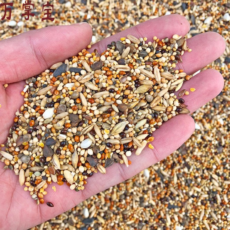 中小型观赏宠物家养鸟竹鸡斑鸠鹦鹉活鸟饲料天然营养谷物混合粮食