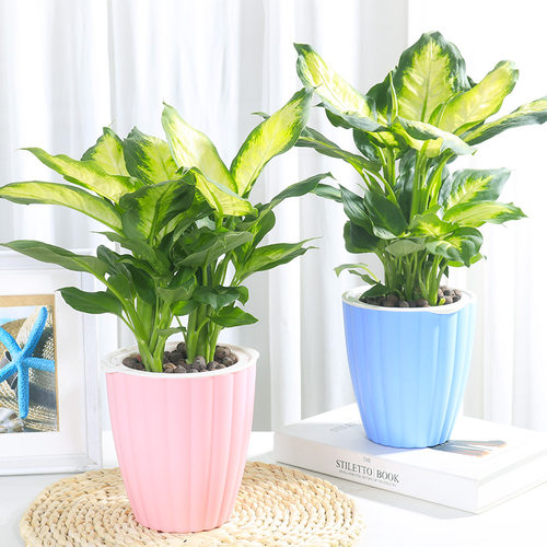 花叶万年青质量怎么样 花叶万年青口碑怎么样 小麦优选