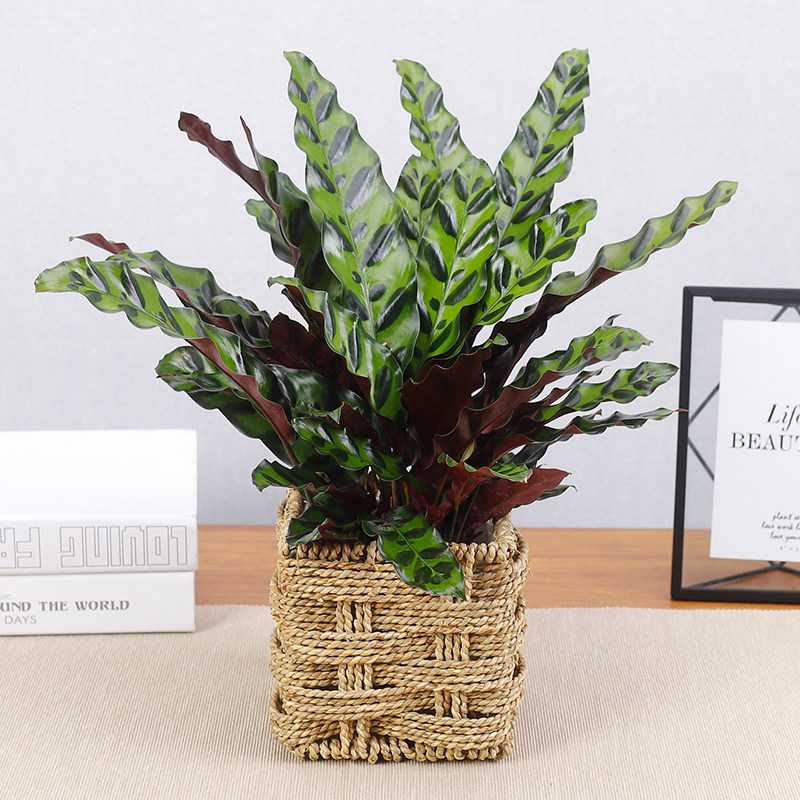 花语自由豹纹竹芋猫眼盆栽办公室内桌面绿植净化空气除甲醛盆栽