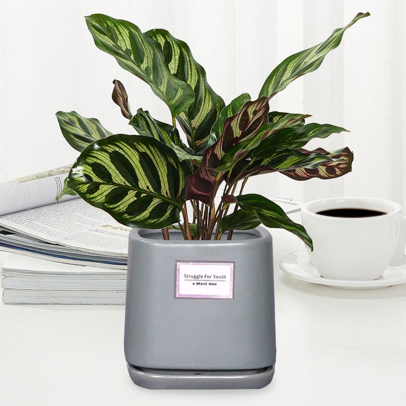 花语自由 孔雀竹芋 盆栽 办公室 桌面绿植净化空气除甲醛