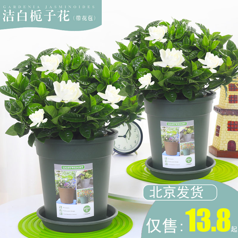 重瓣植物办公室阳台栀子花盆栽