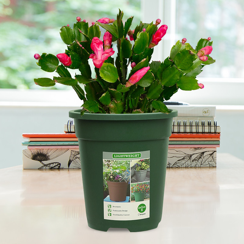 花语自由蟹爪兰花卉带花苞植物办公桌客厅桌面 开花盆栽 四季绿植