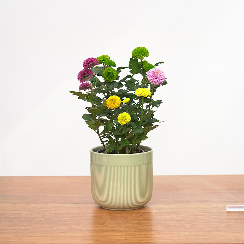 乒乓球菊开花植物客厅窗台阳台花卉四季开花盆栽好养易活花语自由