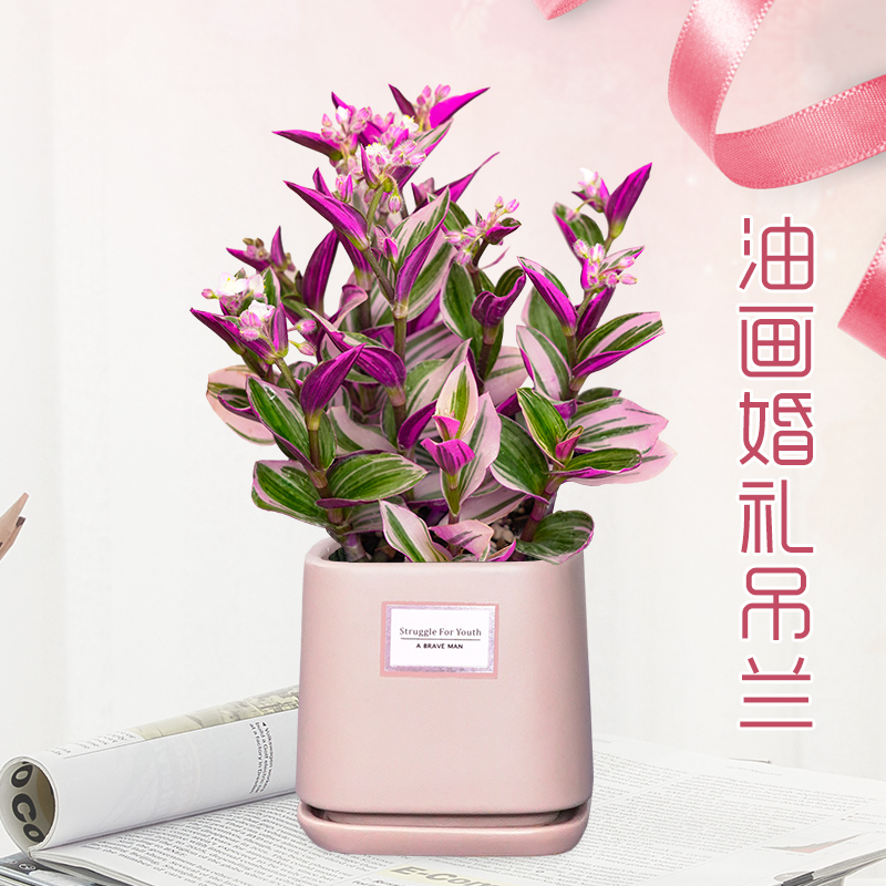 花语自由油画婚礼吊兰小型办公室桌面多肉绿植室内外植物盆栽花卉