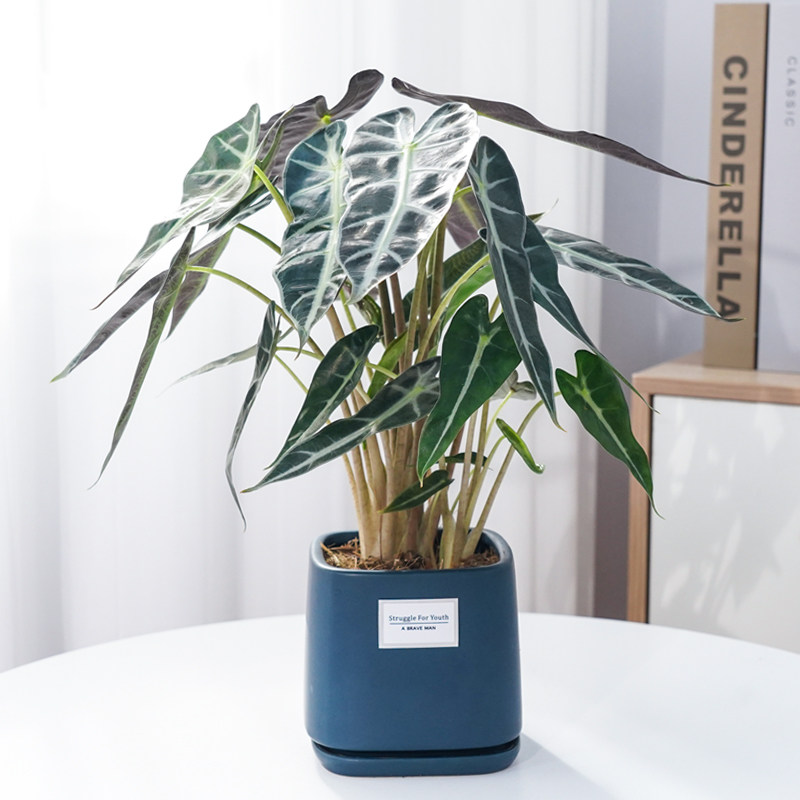 小仙女盆栽 黑叶竹芋观音莲植物办公室内净化空气 除甲醛花卉植物