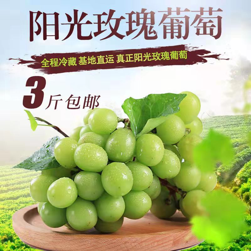 阳光玫瑰葡萄阳光玫瑰葡萄青提