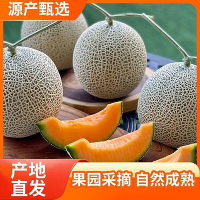 新疆哈密瓜水果西州蜜瓜甜瓜香瓜