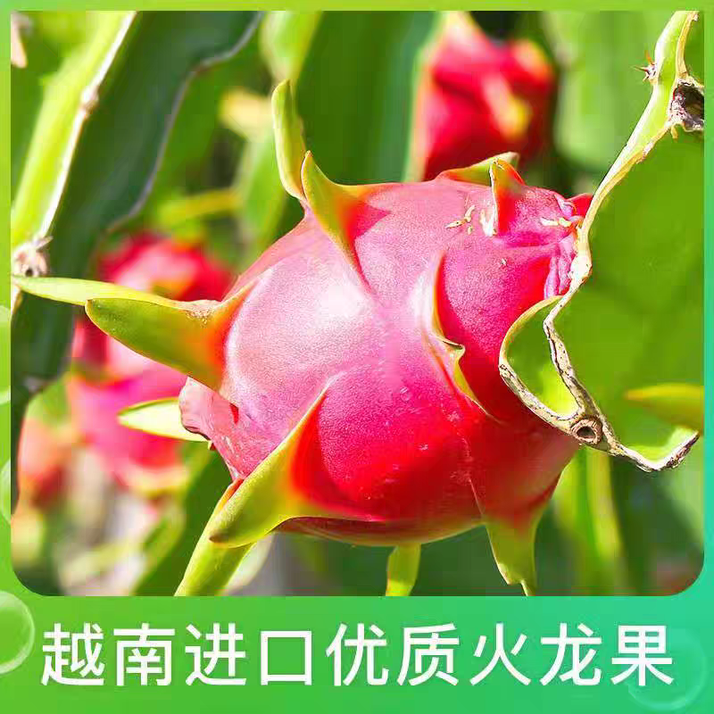 广西金都一号红心火龙果爆甜批发