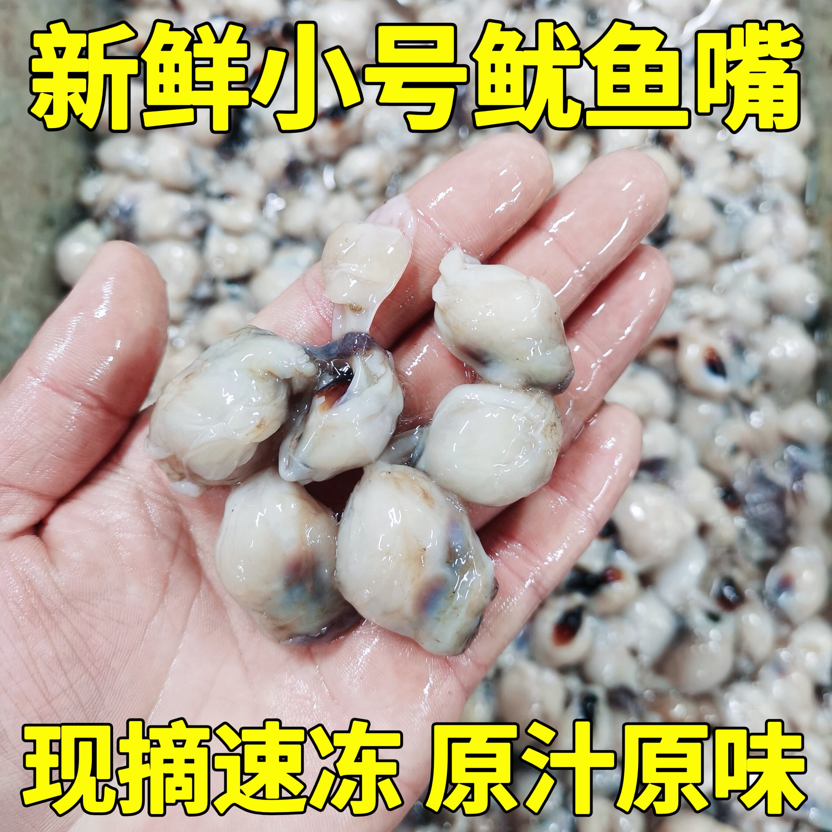 小号鱿鱼嘴新鲜冷冻目鱼嘴八爪鱿鱼嘴墨鱼嘴铁板烧烤穿串餐饮食材
