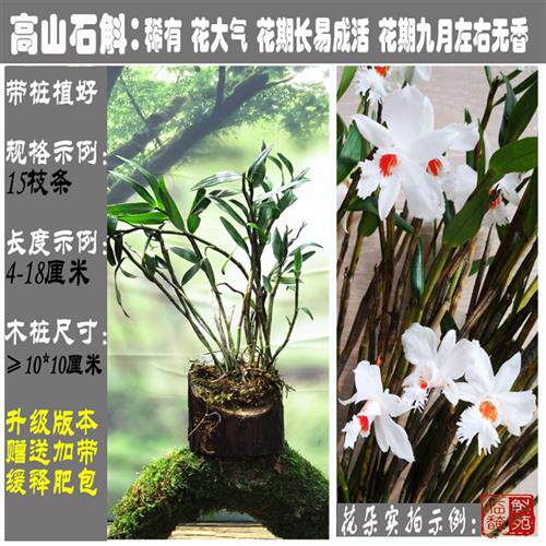高山石斛苗 河口原生苗稀有细枝品种花朵漂亮花期长易活 临安斛苑