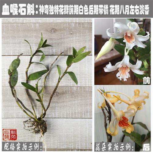 血喉石斛den.ochraceum 越南原生产地苗 纯正无人工干预 临安斛苑