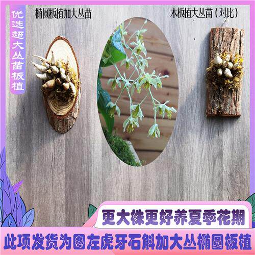 虎牙石斛老挝纯原生种 袖珍奇花异草 雨林缸造景 像牙齿 临安斛苑