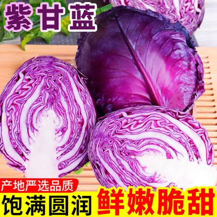 云南紫甘蓝新鲜蔬菜莲花白包菜农家自种卷心菜脆嫩爽口沙拉椰菜