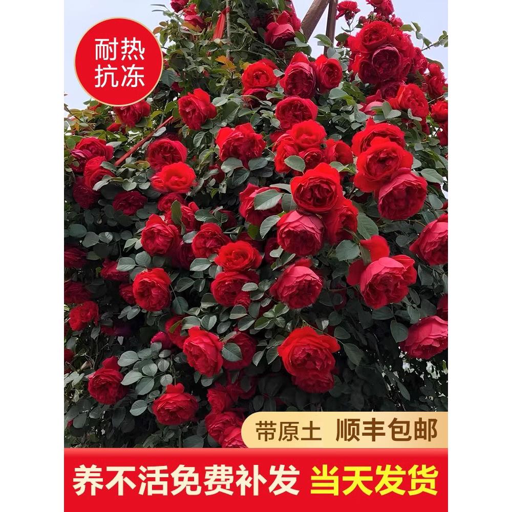 佛罗伦蒂娜爬藤月季花苗四季开花盆栽易活好养的花卉植物玫瑰老桩
