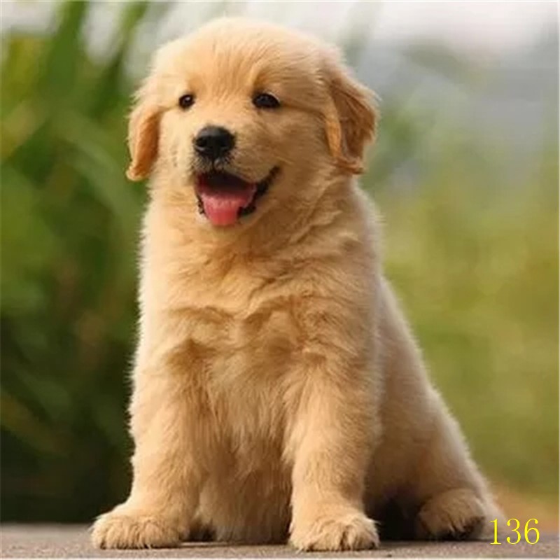 东营纯种金毛幼犬活体大骨架金毛