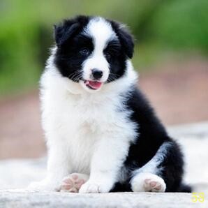 海口纯种边牧幼犬活体宠物狗狗正