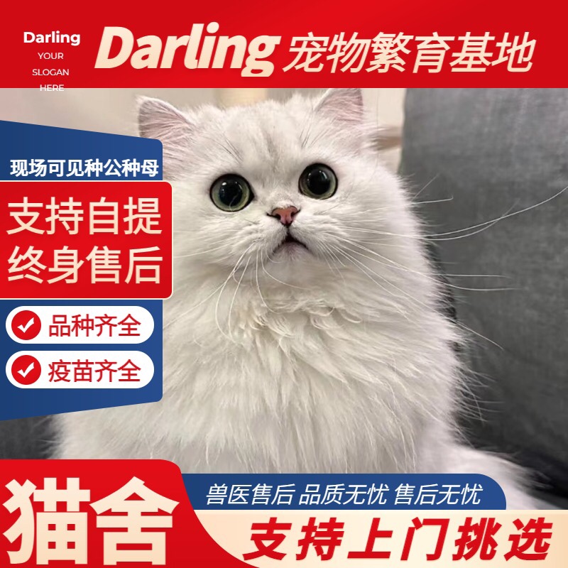 【银川猫舍】纯种高地白色猫金吉