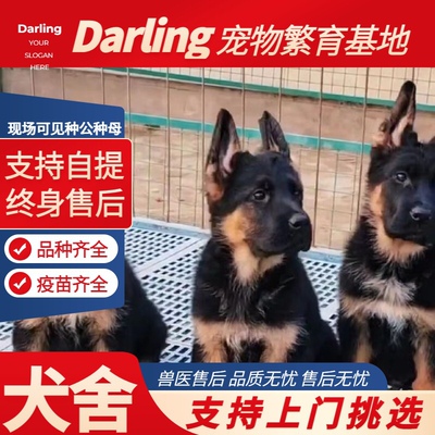 【成都犬舍】纯种德牧幼犬赛级德