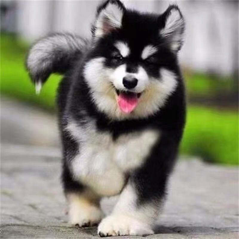 苏州阿拉斯加幼犬大型家养萨摩耶